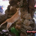 Gerdjika